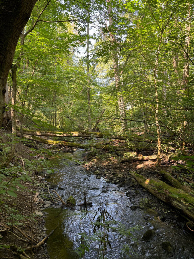 Bach im Waldtal.