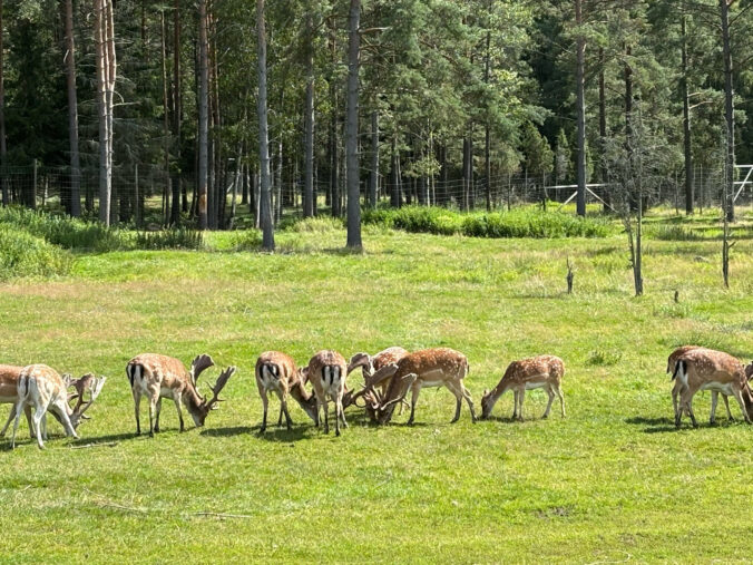 Rotwild auf der Wiese.