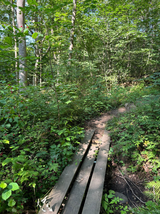 Waldwanderweg.