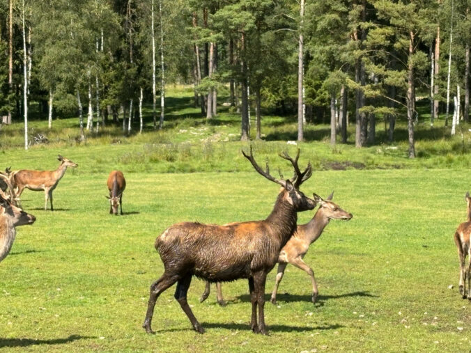 Rotwild auf der Wiese,