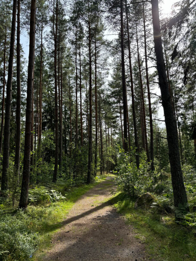 Wald.