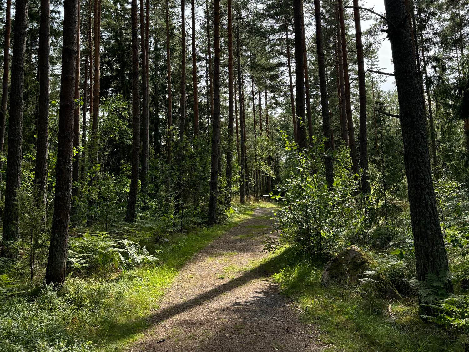 Wald.