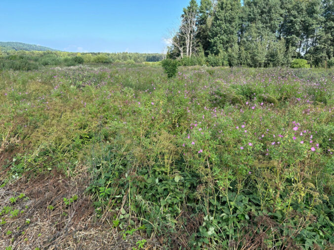 Pflanzenbewachsenes Moor.